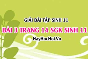 Giải bài 3 trang 14 SGK Sinh 11: Cấu tạo của mạch gỗ và mạch rây, thành phần dịch mạch gỗ và dịch mạch rây